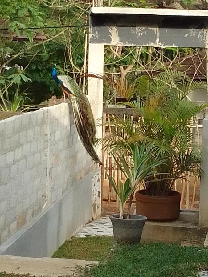 Bed and Breakfast Peacock Garden Тангалла Экстерьер фото