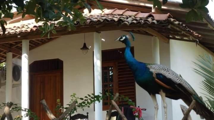 Bed and Breakfast Peacock Garden Тангалла Экстерьер фото