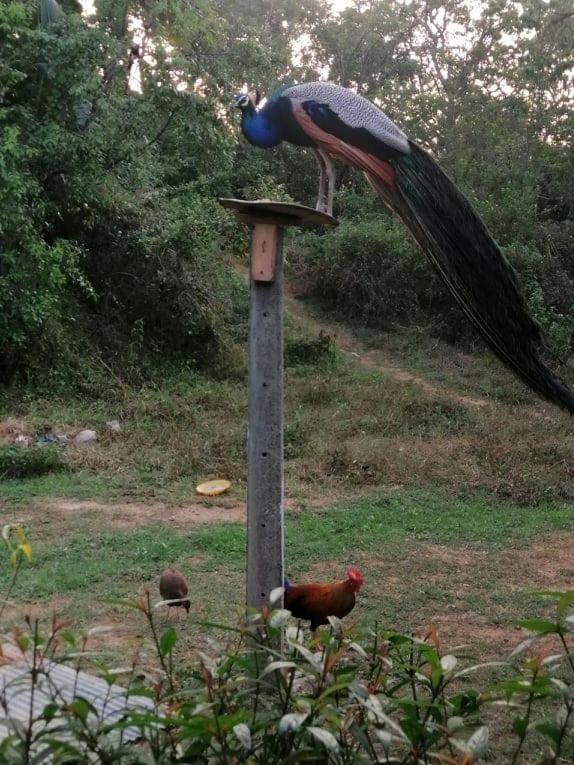 Bed and Breakfast Peacock Garden Тангалла Экстерьер фото