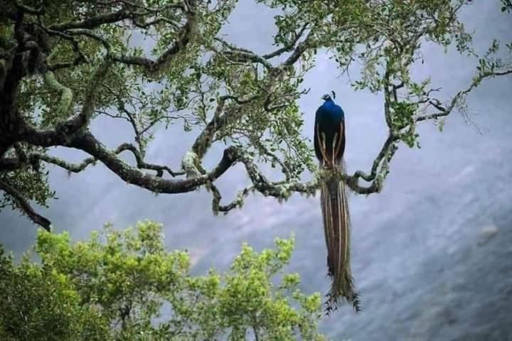 Bed and Breakfast Peacock Garden Тангалла Экстерьер фото